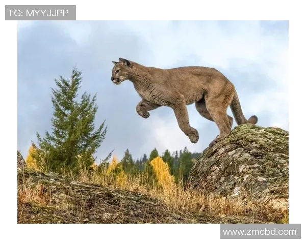 亚特兰特与美洲狮的激烈对决揭示足球战术与团队精神的完美结合